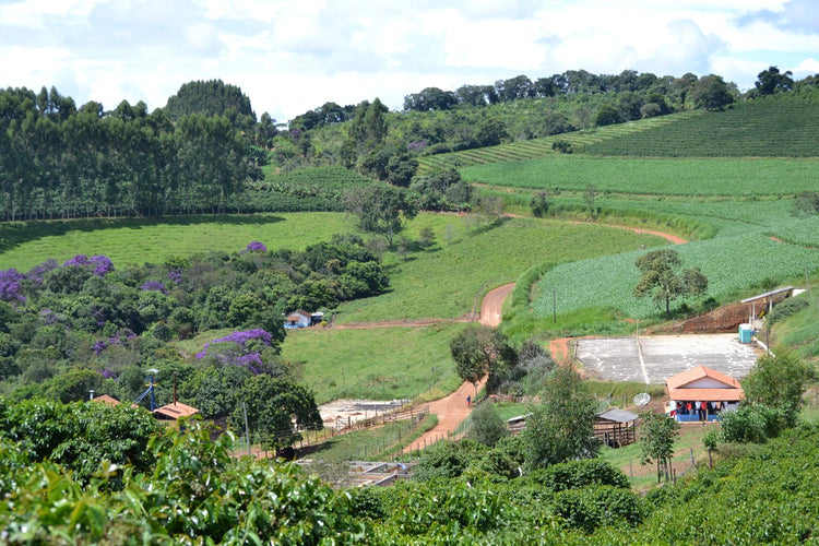 Specialty Coffee From Sertao Farm